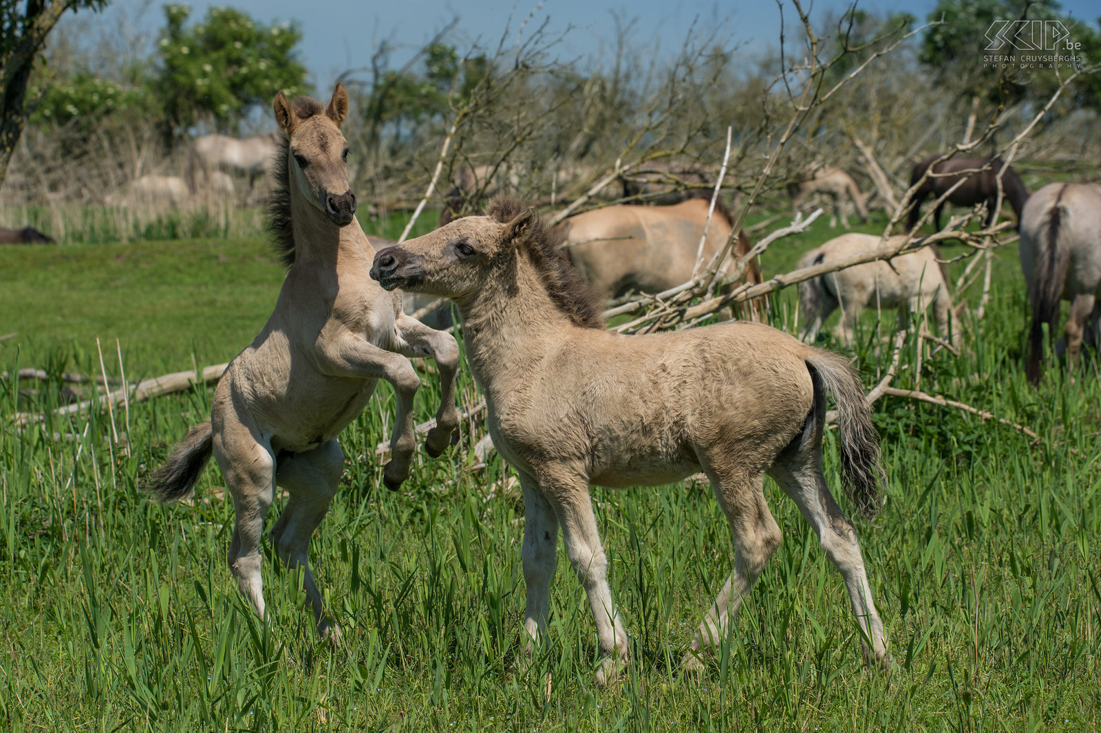 Konik paarden - Oostvaardersplassen De Oostvaardersplassen in Flevoland is het grootste nationale park in Nederland. Het is een groot moerasgebied met rietvlaktes, ruige graslanden en waterplassen waar duizenden vogels zoals ganzen, lepelaars, aalscholvers, reigers, ... vertoeven. 25 jaar geleden werden er ook edelherten, heckrunderen en konik paarden uitgezet. Nu leven er ongeveer 1000 wilde paarden, de grootste populatie in Europa. De konik is van oorsprong een Pools en Wit-Russisch klein wild paard. Ze leven in grote groepen met veel veulens en er is vaak veel interactie en zelfs gevechten. Het is fantastisch om tussen de vele paarden te kunnen vertoeven. Stefan Cruysberghs